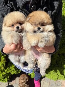 Pomeranian mini