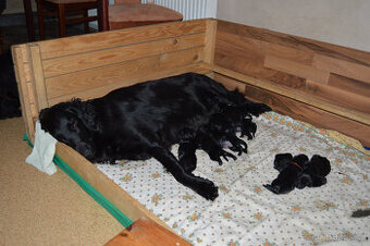 Flat coated retriever s PP Černí pejsci - 1