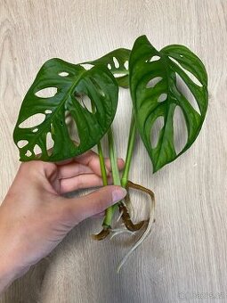 Zakoreneny rizek monstera adansonii/monkey mask