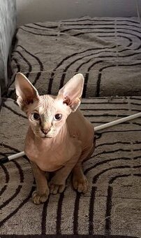 Koťátka - Kanadský Sphynx