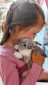 Zakrslý králík beránek Minilop + kompletní výbava + krmivo