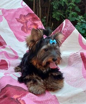 Yorkshire terrier (Black and tan) s PP - 1