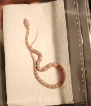 Užovka červená (Pantherophis guttatus),