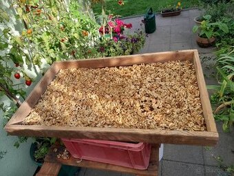 Vlašské ořechy vyloupané