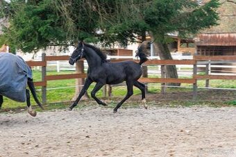 Nádherný hřebeček po Warness ZH