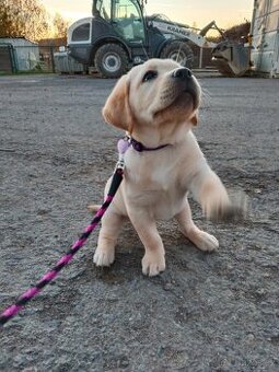 Labradorský retrívr