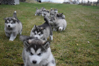 Aljašský malamut - štěňata