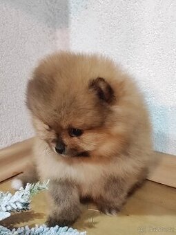 Predám fenku - pomeranian/nemecký špic