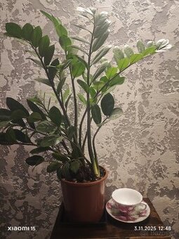 Zamioculcas zamiifolia - 1