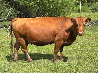 Koupím březí krávy masných plemen