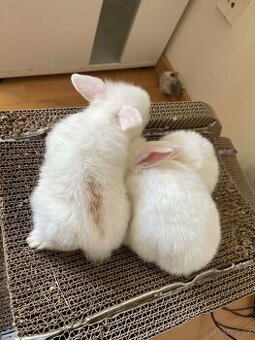 Králičci k rezervaci