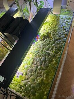 Plovoucí akvarijní rostlina  - Amazon frogbit