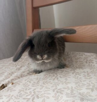 Zakrslý beránek králíček