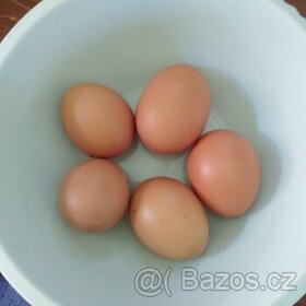 Domácí vejce z volného domácího chovu