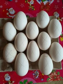 Prodám husí vejce