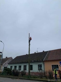 Rizikové kácení stromů - 1
