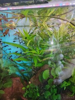 Akvarijní rostlinky - 1