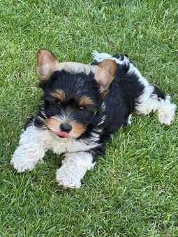 Biewer yorkshire terrier