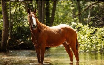 Aqh
