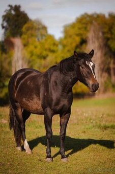 KLISNIČKA  po QH 3 roky
