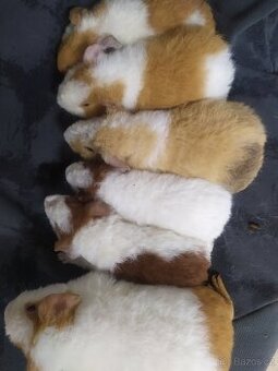 US TEDDY- morče , morcata