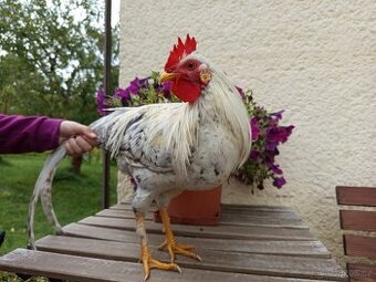 Letošní kohouti - 1