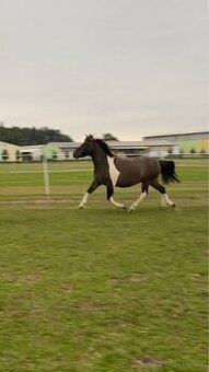 Úžasný Valášek do pony sportu