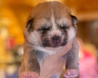 Japonská Akita Inu s PP