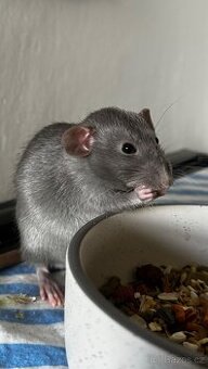 Dumbo potkani 1,5 roku