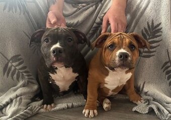 American Bully pocket