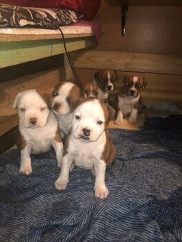 Safordšírský bullteriér