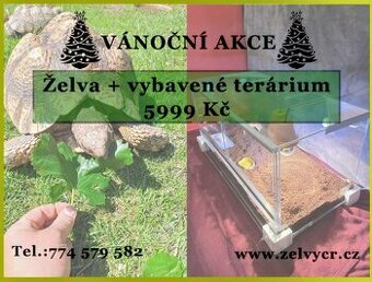 Želva a terárium ve vánoční akci