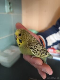 Prodám výstavní andulky