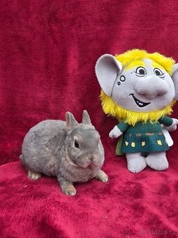 Mini rexíci k odběru před Vánoci - 1