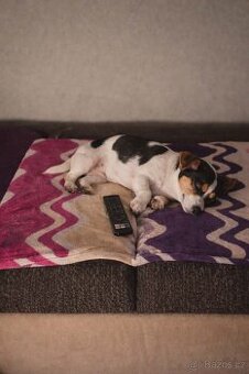 Jack Russell teriér