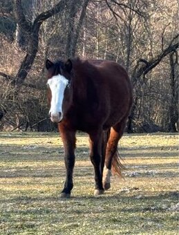 Kobylka 1,5 roku Appa x kříženec - 1