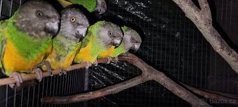 Papoušek senegalský