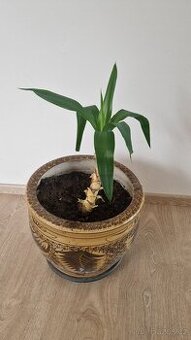 Domácí květina Juka