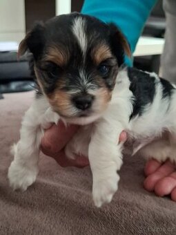 Biewer terrier s PP chlapeček - 1