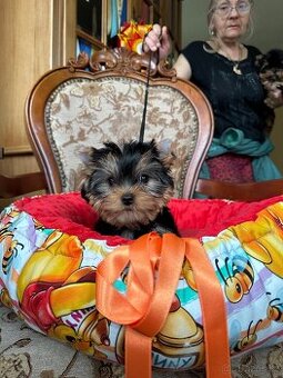 Jorkširský teriér fena s PP