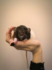 Vymazlená mláďátka potkanů