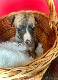 Vipet , Whippet Ares