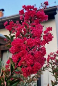 Lagerstroemia indica ´Dynamite´