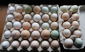 Násadová vejce - slepičí