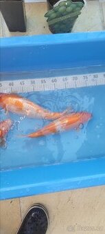 Prodam KOI pouze uznavane variery