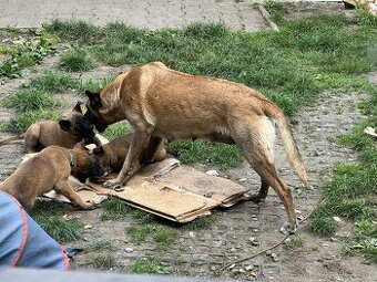 Belgický ovčák Malinois štěně