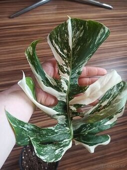 Monstera albo variegata - doprava zdarma