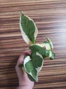 Epipremnum