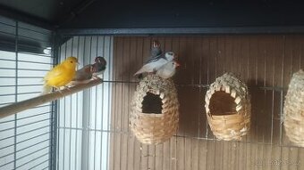 5 žebříček a 1 kanárek