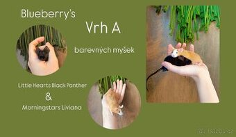 Myš/ myška